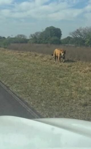 Yaguareté caminando al costado de la ruta provincial 22 en Loma Alta, Corrientes