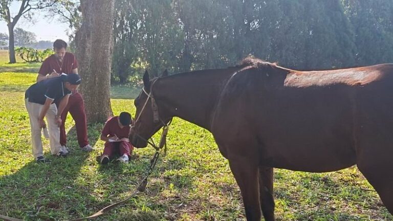 Peregrinación de San Luis del Palmar a Itatí con caballos y fieles
