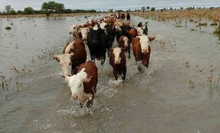 Productores correntinos toman recaudos ante el fenómeno El Niño