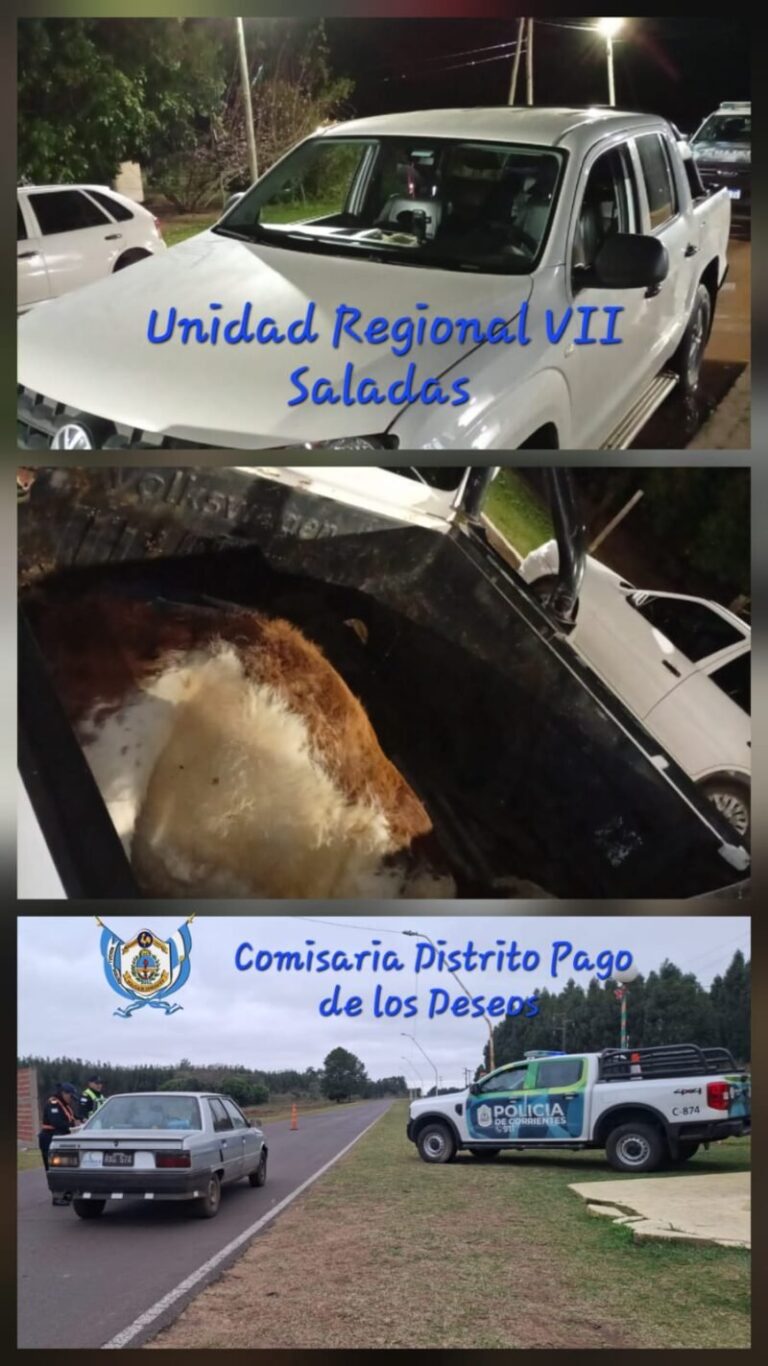 Camioneta Amarok con un vacuno en la parte trasera durante un control policial en Corrientes