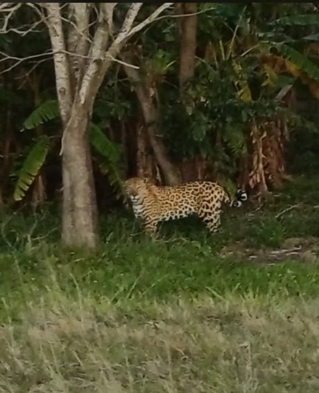 Yaguareté en el Gran Parque Iberá, Corrientes