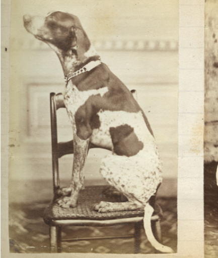 Fotografía antigua de un perro sobre una silla, tomada en 1876 en Goya o Esquina, Corrientes