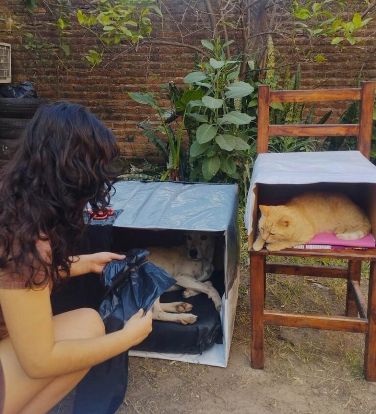 Casita de emergencia para perro callejero hecha con cartón y bolsas de alimento