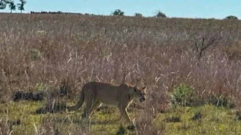 Puma de gran porte en zona rural de Monte Caseros