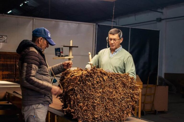 Acopio de tabaco criollo correntino en una boca de recepción