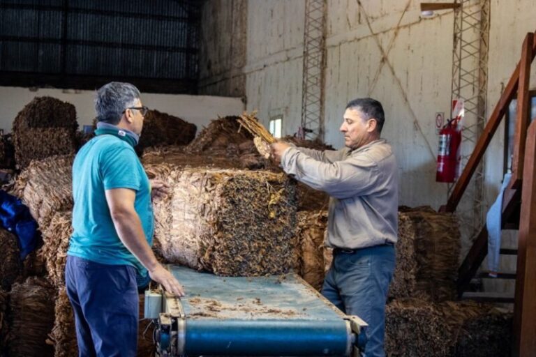 Acopio de tabaco criollo en Corrientes durante la campaña 2025/2026