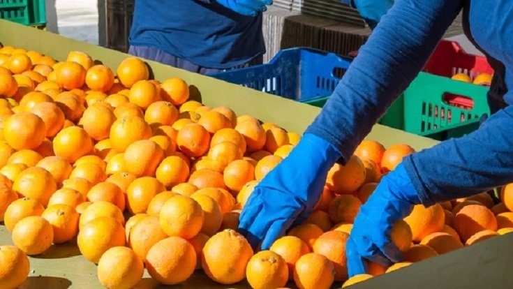 Producción citrícola en Corrientes