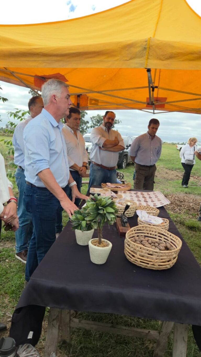 Plantación de pecán en el sur de Corrientes
