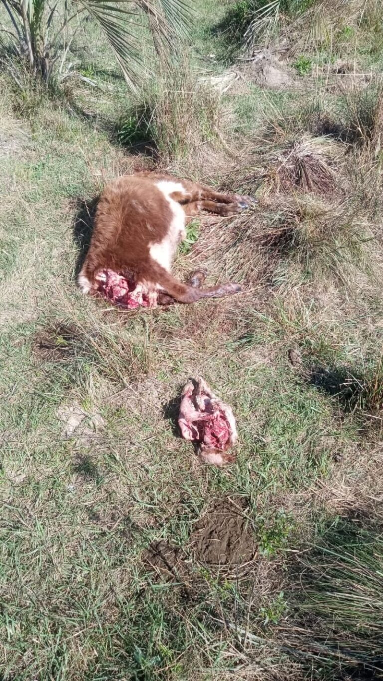 Vacas en un campo de la zona rural de Concepción, Corrientes
