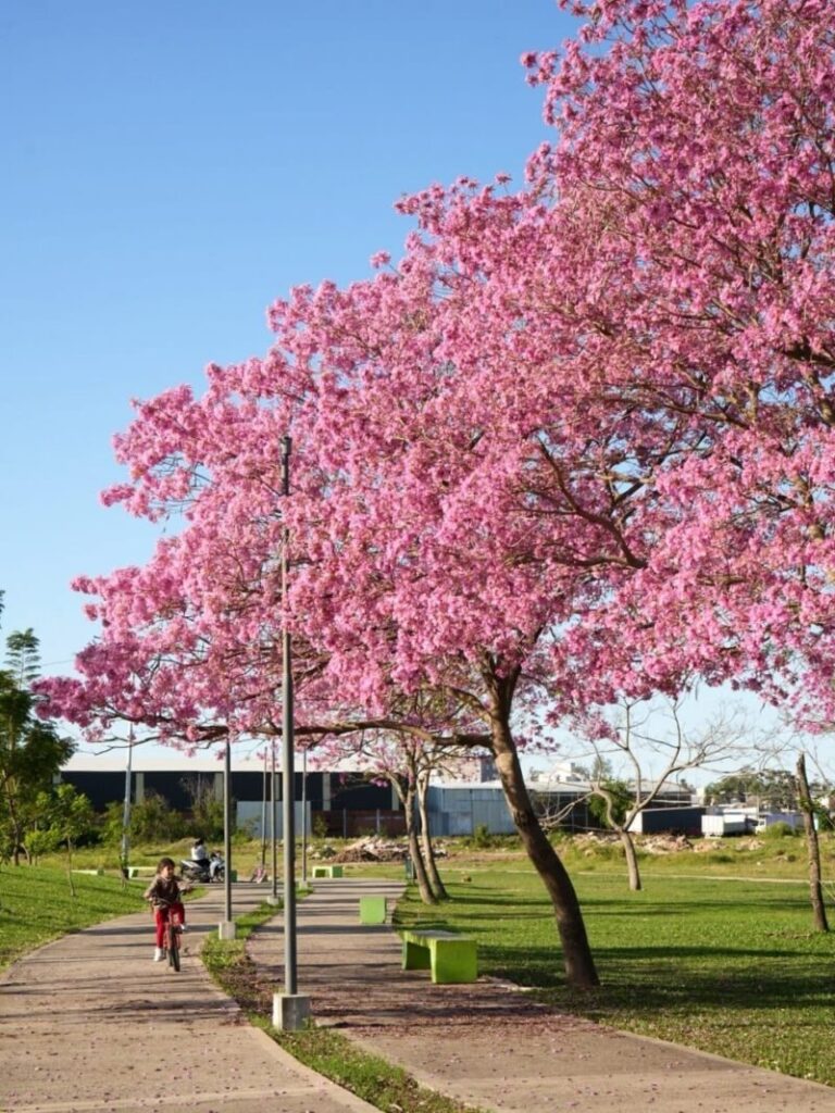 Árboles florecidos en la ciudad de Corrientes