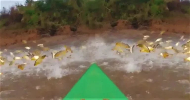 Río Paraná en Corrientes, donde rige una veda biológica extraordinaria