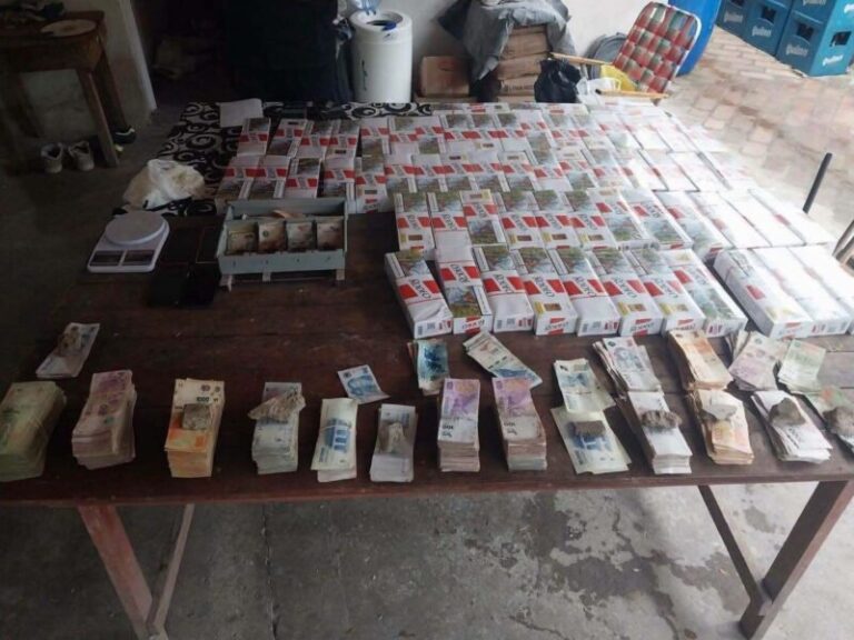 Plantas de marihuana incautadas en un invernadero durante un operativo policial en Concepción