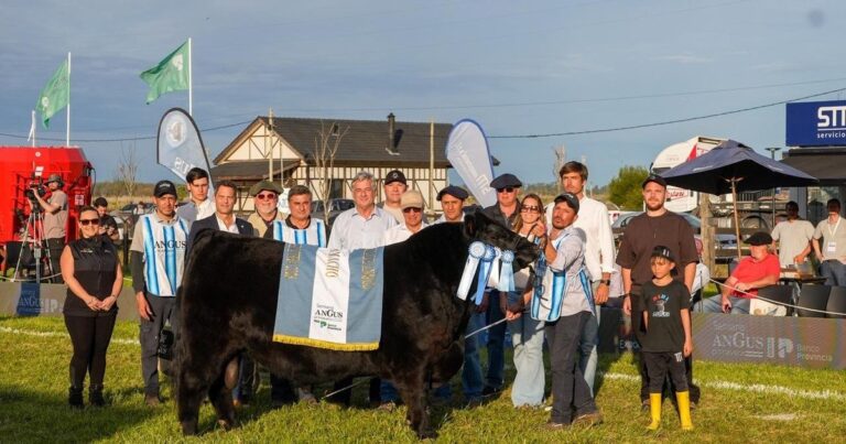 Toro Angus Gran Campeón Macho de la cabaña Don Cholo en la Semana Angus de Primavera