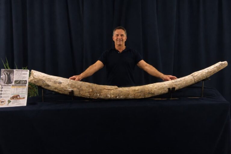 Colmillo de mastodonte de 2,34 metros hallado en San Pedro, Buenos Aires
