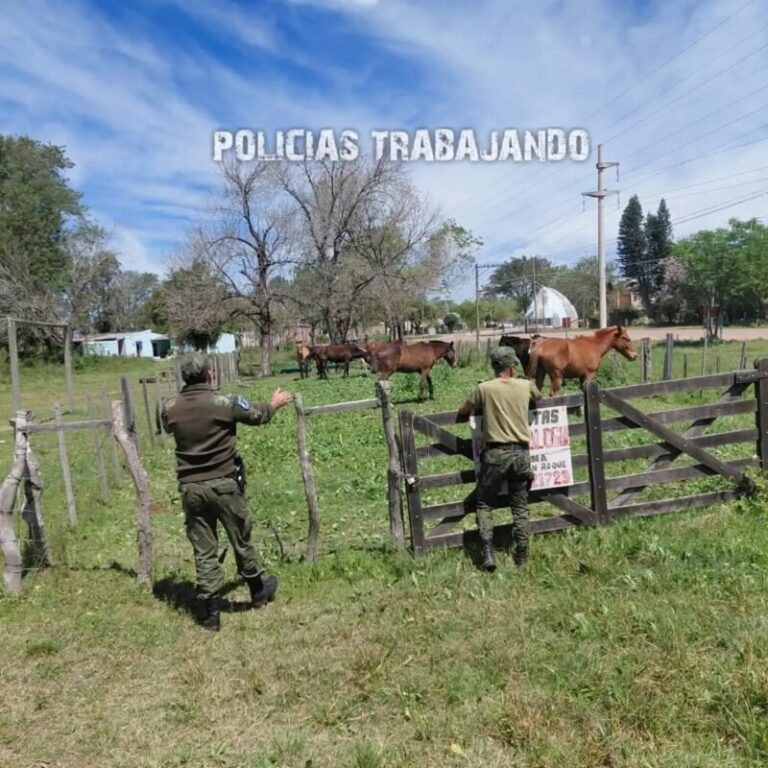 Caballos sueltos en el acceso norte de San Roque