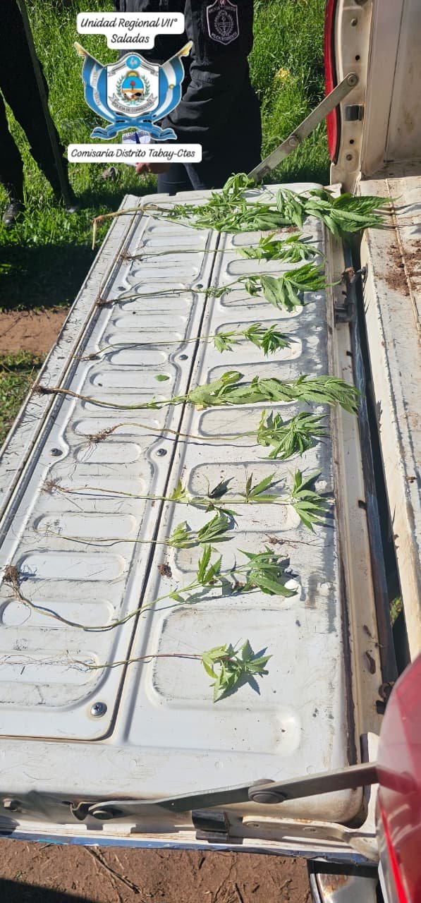 Plantines de marihuana incautados en Tabay