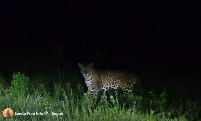 Yaguareté avistado en la zona rural de Loreto, Corrientes